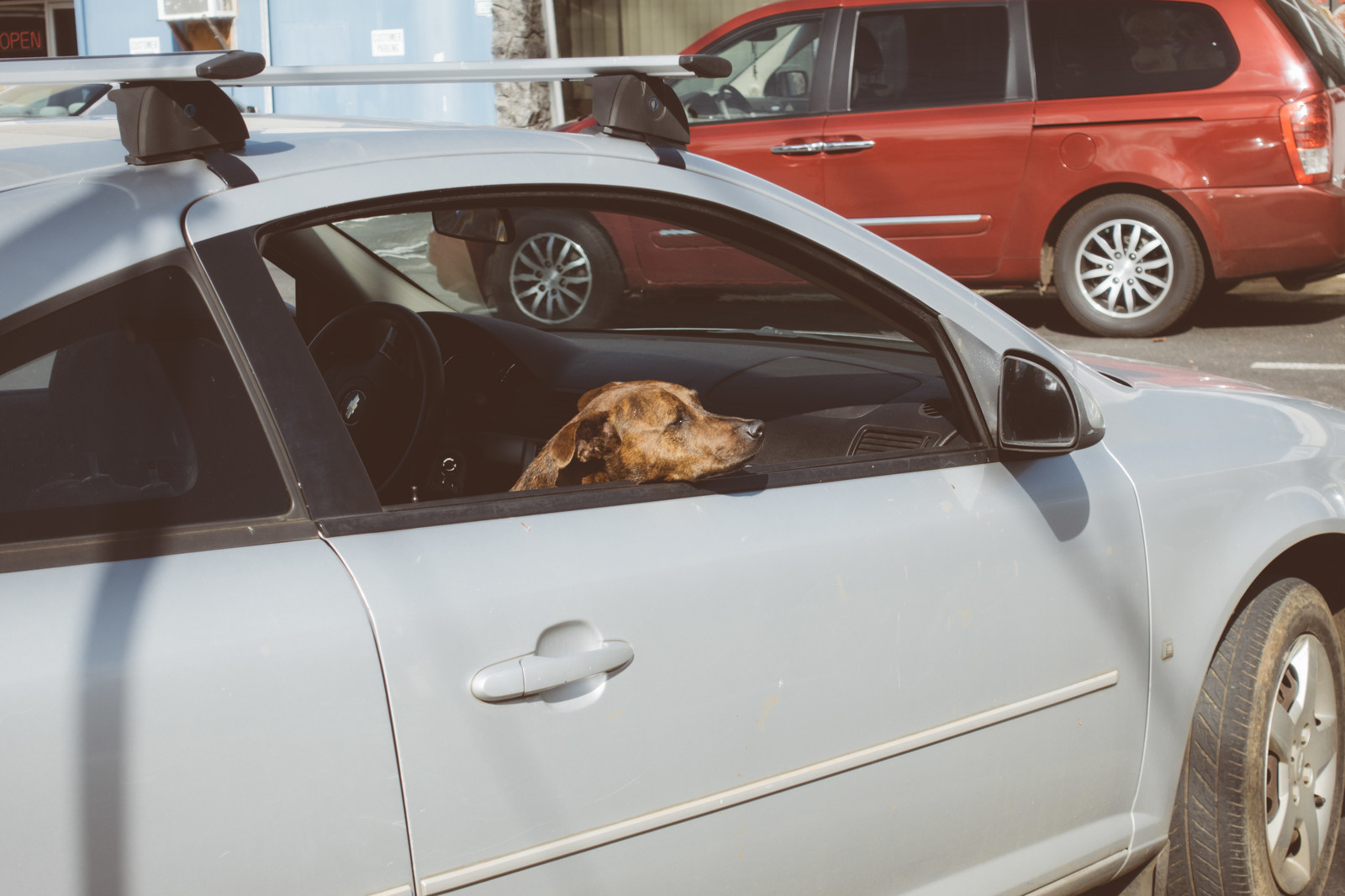 自動車の窓から顔を出す犬